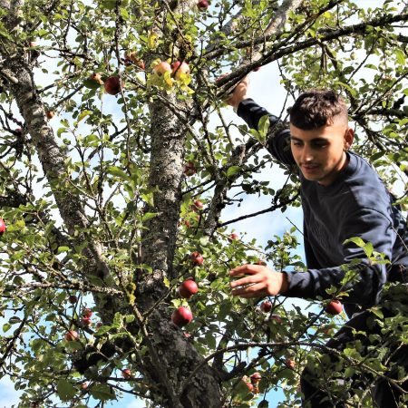 Gå til Bestill epleplukkere, så kommer frukten til nytte!