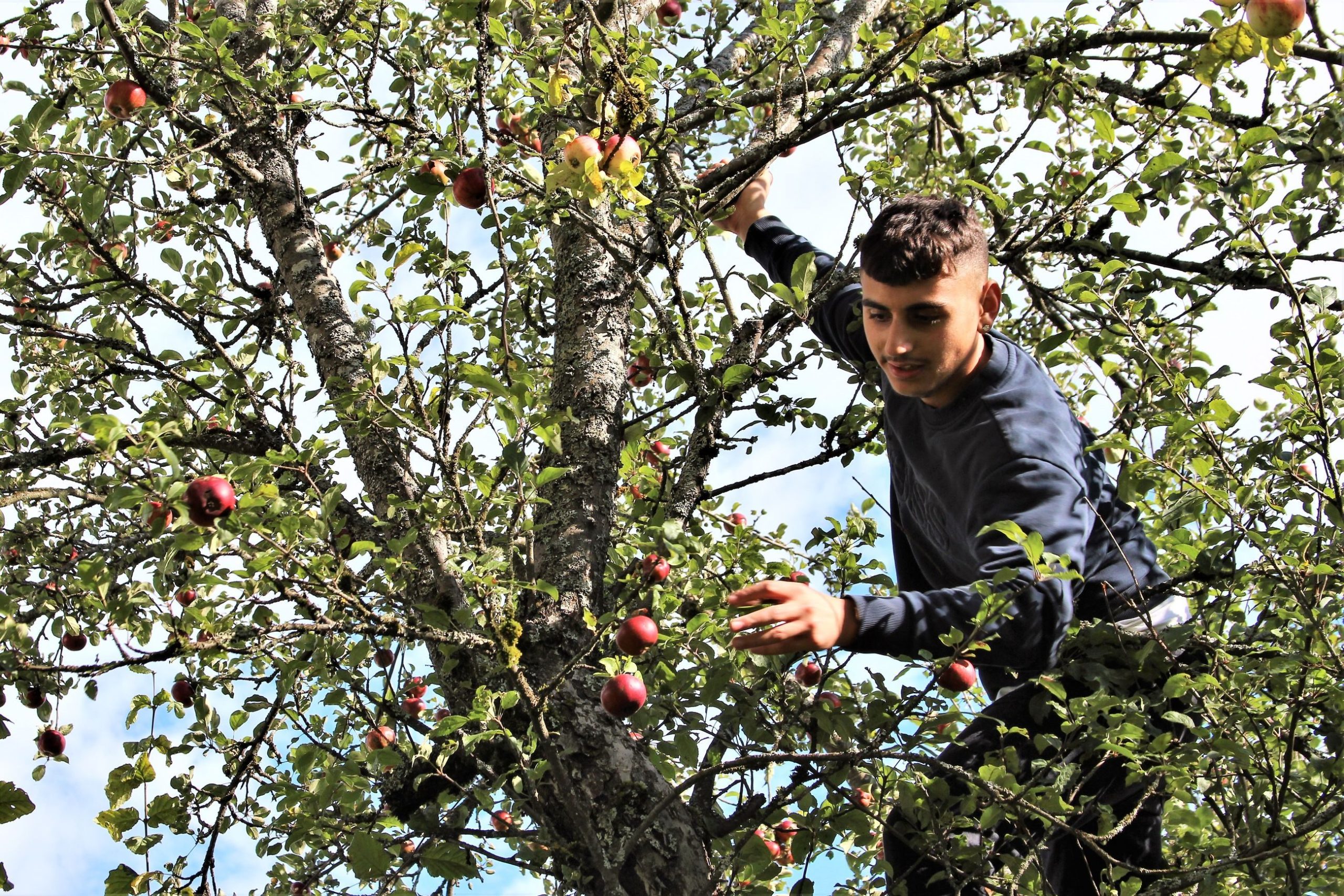 Walid Kamal driver epleplukking