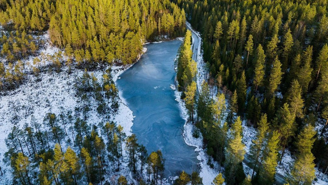 Skog i fugleperspektiv. Masse trær og litt is på vannet.