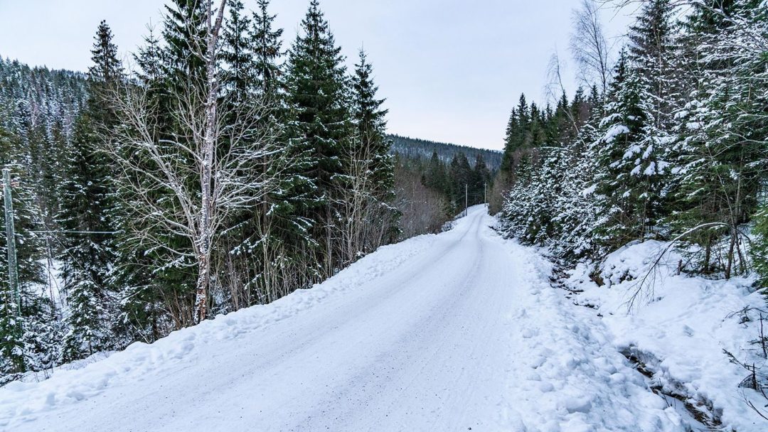 Snødekket vei med furutrær.