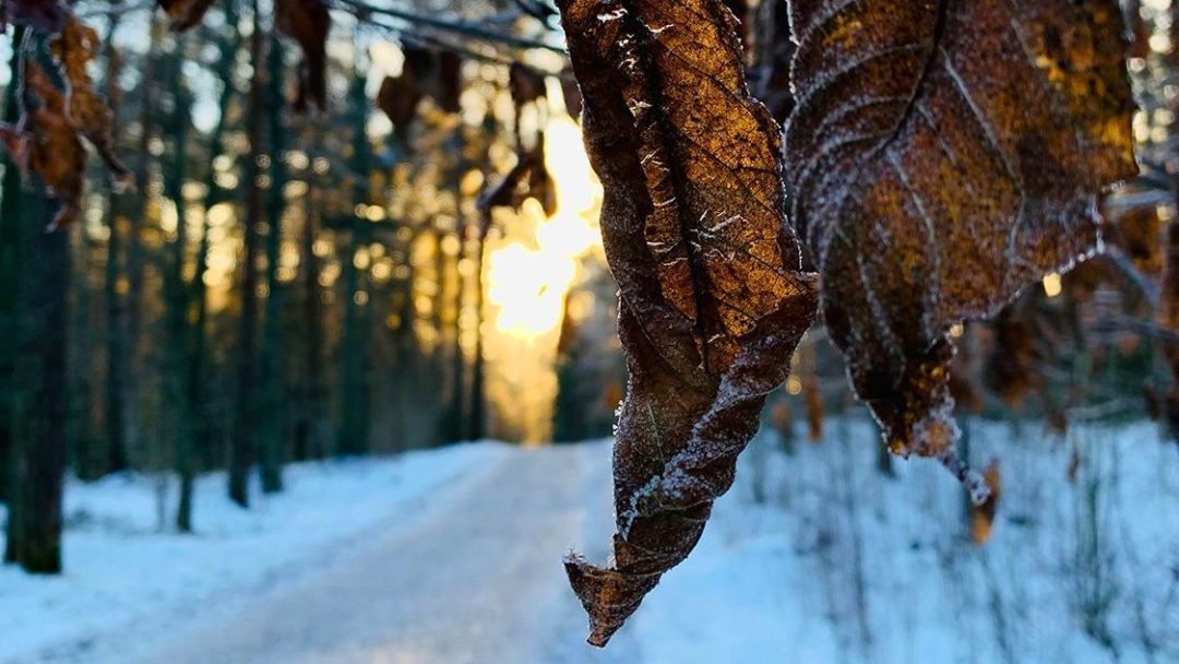 Visne høstblader som ikke enda har sluppet taket fra trærne. Snødekket skogsvei i bakgrunnen.