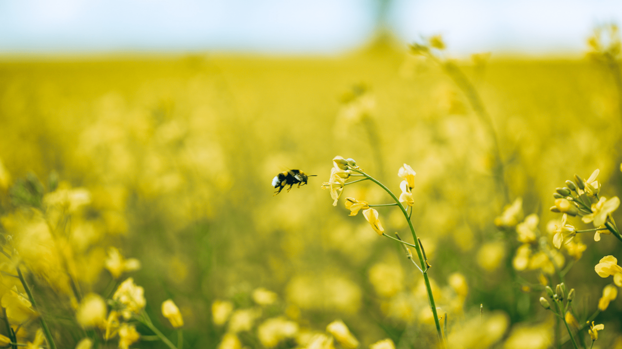 En bie svever nær en gul blomst i et stort felt med blomstrende gule blomster under en lyseblå himmel.