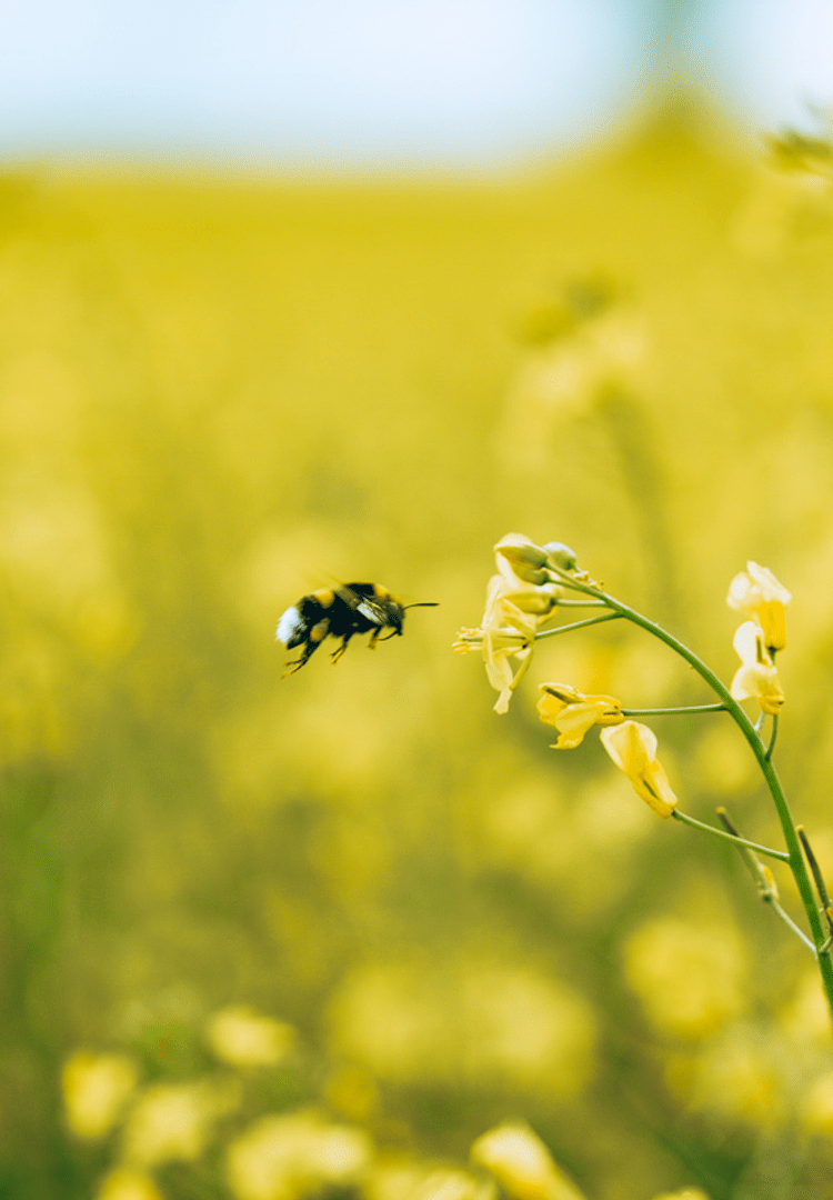En bie svever nær en gul blomst i et stort felt med blomstrende gule blomster under en lyseblå himmel.
