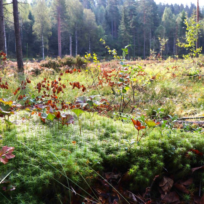 nedbygging av myr: Grønn tue av mose i en lysning i skogen