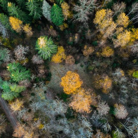 Gå til Vil bruke EU-regler til å ivareta mer norsk naturskog